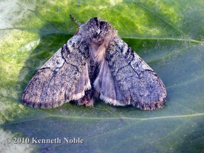 yellow-horned (Achlya flavicornis) Kenneth Noble